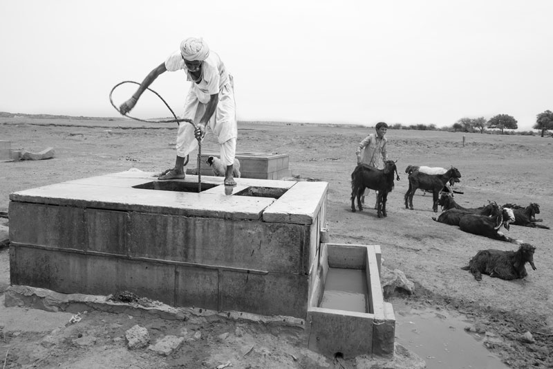 Nature-based solution for quenching thirst in the driest place of India - Drinking water  for  animals being withdrawn from a 'beri' (shallow well) in the dry bed of Viprasar, a rainfed pond in Thar Desert, Jaisalmer district, Rajasthan